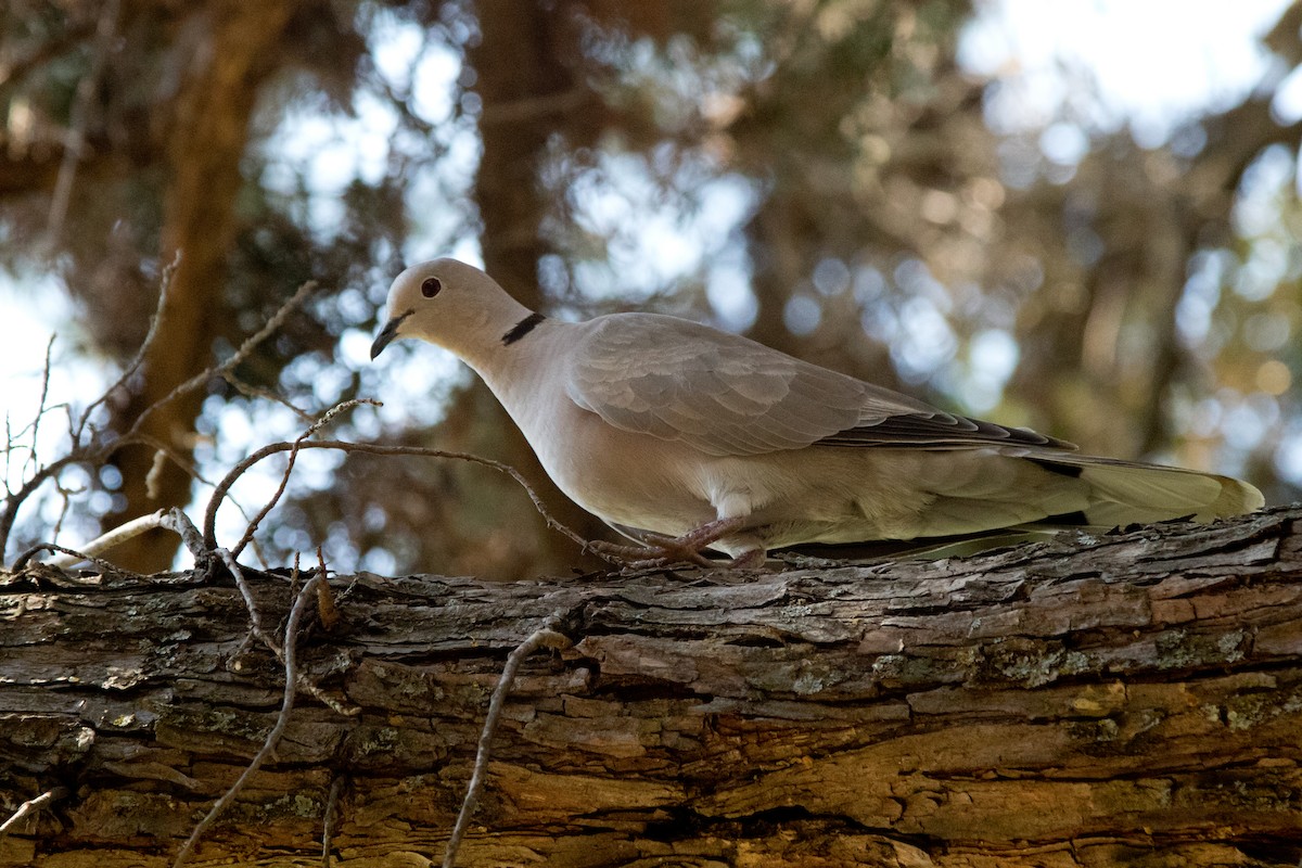 Eurasian Collared-Dove - Zed Chance