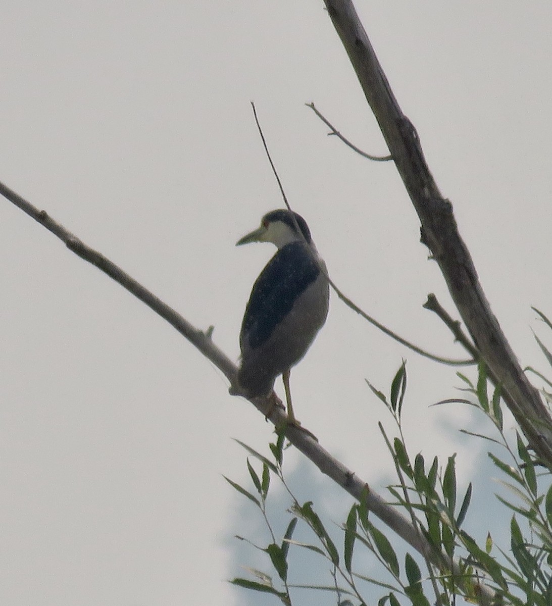 Black-crowned Night Heron - ML257400251