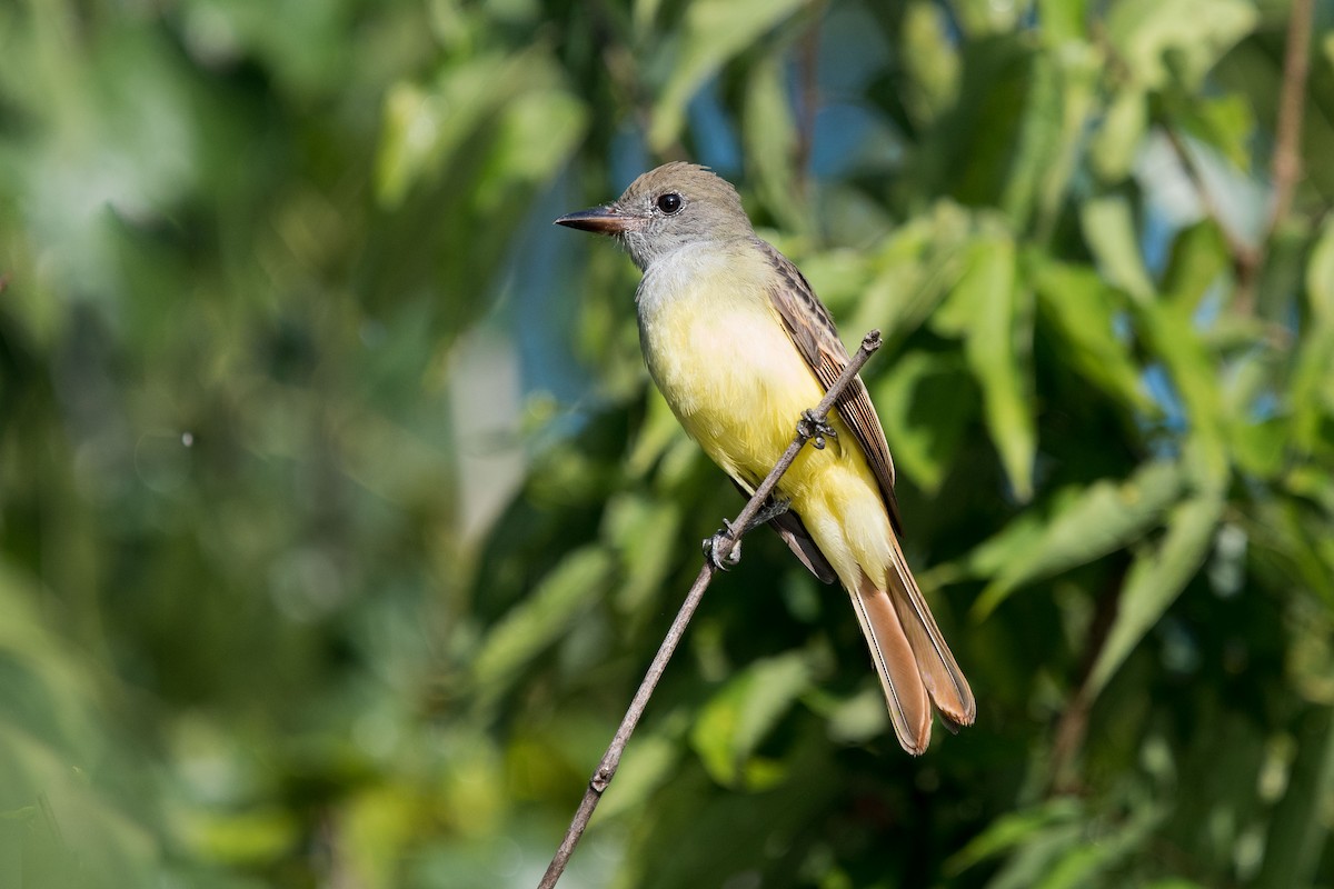 Great Crested Flycatcher - ML257402151