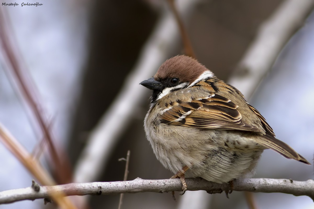 Eurasian Tree Sparrow - Mustafa Çulcuoğlu