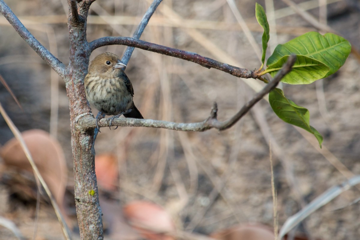 Blue-black Grassquit - Jhonathan Miranda - Wandering Venezuela Birding Expeditions