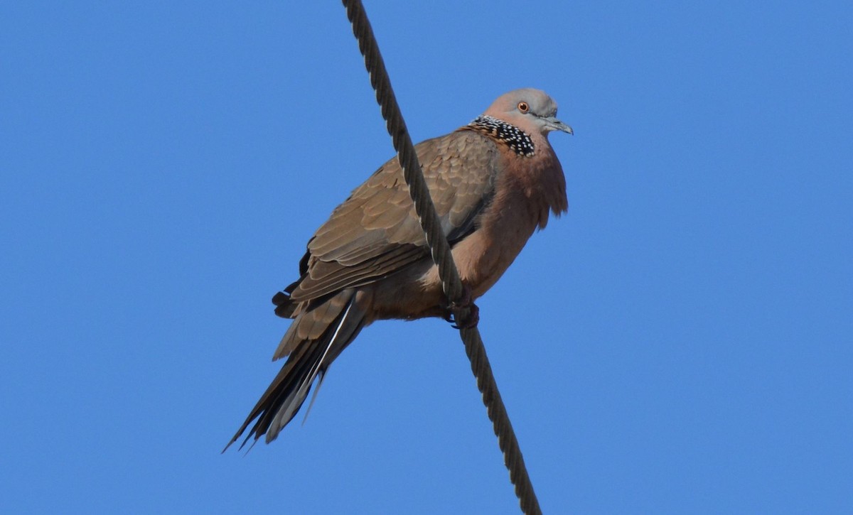 Spotted Dove - ML25740891