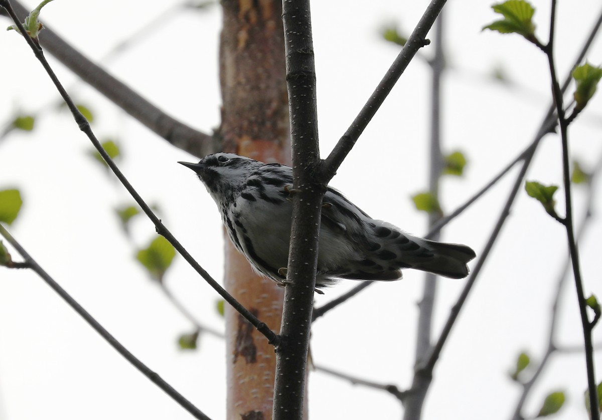 Black-and-white Warbler - ML257412611