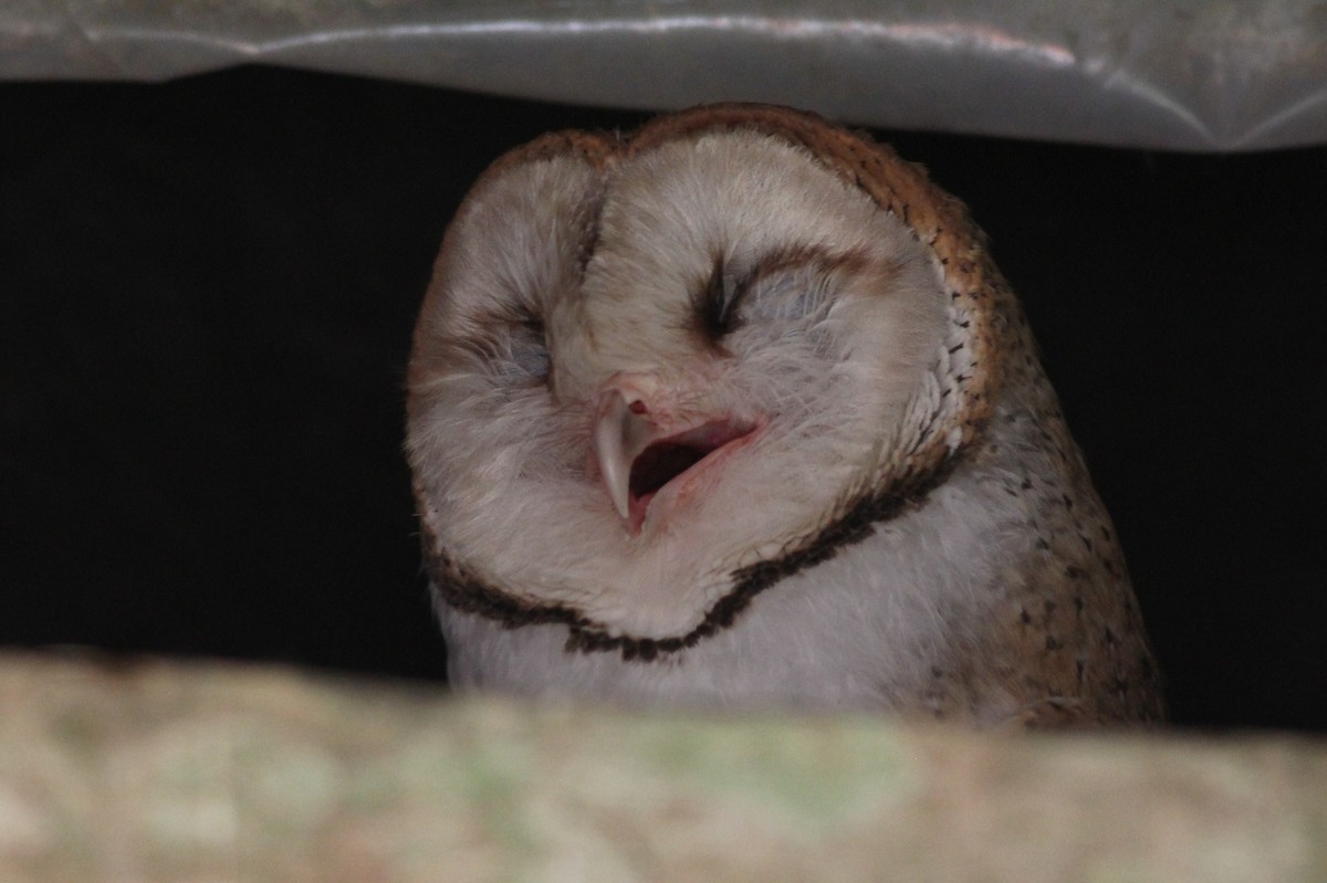 Barn Owl (Galapagos) - ML25741301