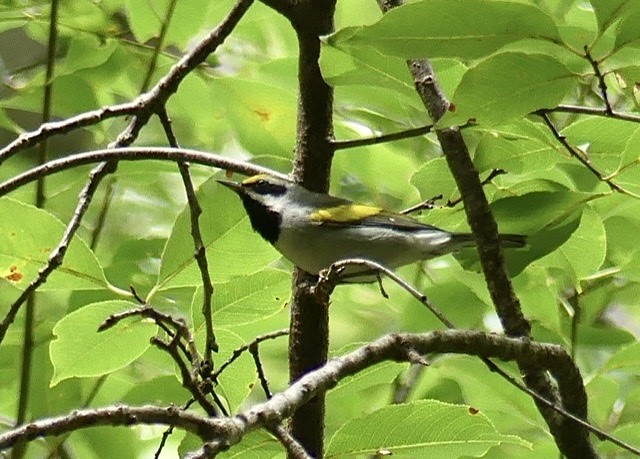 Golden-winged Warbler - Russell Taylor