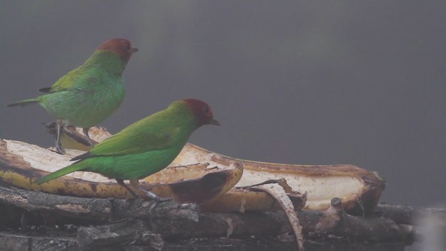 Bay-headed Tanager (Bay-and-green) - ML257420581