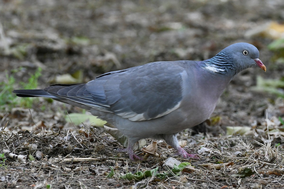 Common Wood-Pigeon - ML257425891