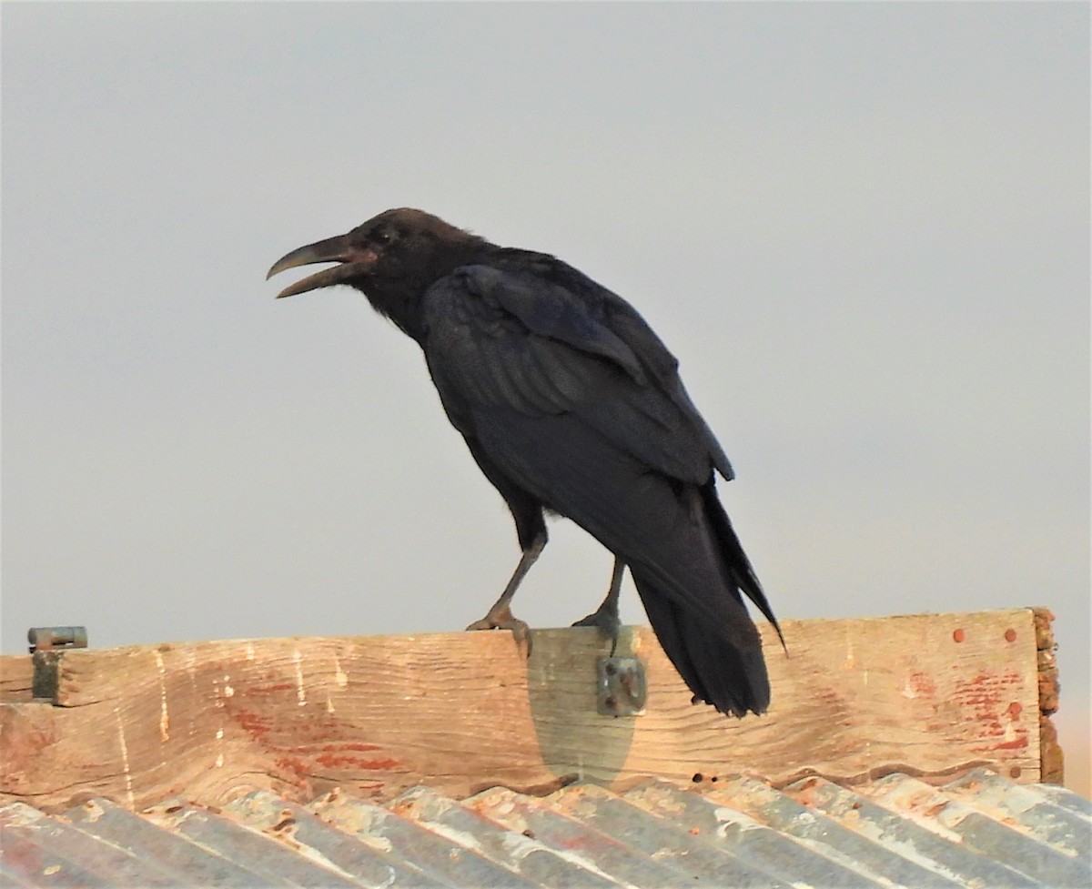 Common Raven - Jan Thom