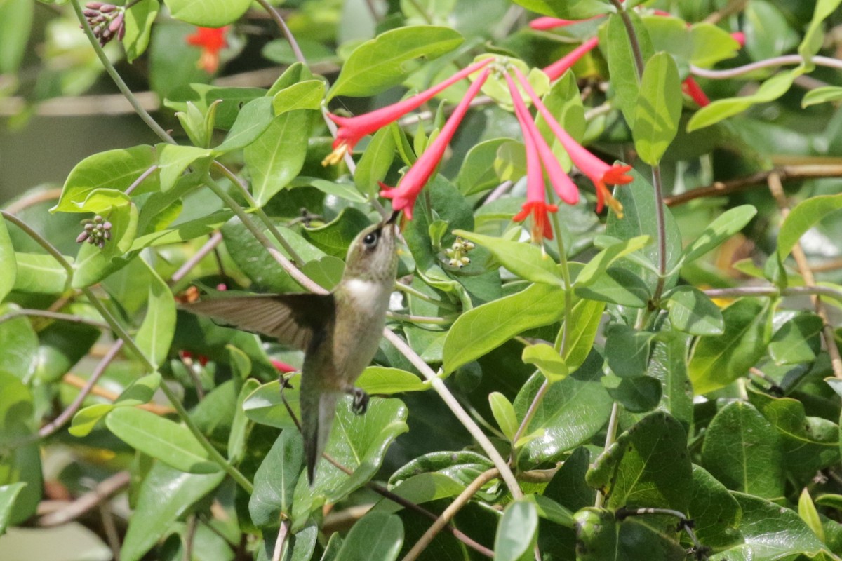 Ruby-throated Hummingbird - ML257437631