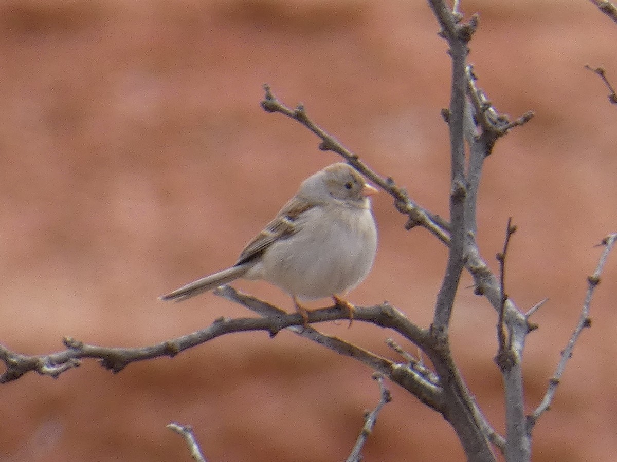 Field Sparrow - ML257449041