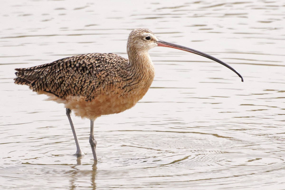 Long-billed Curlew - ML257451031