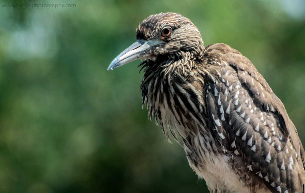 Black-crowned Night Heron - Naresh Vadrevu