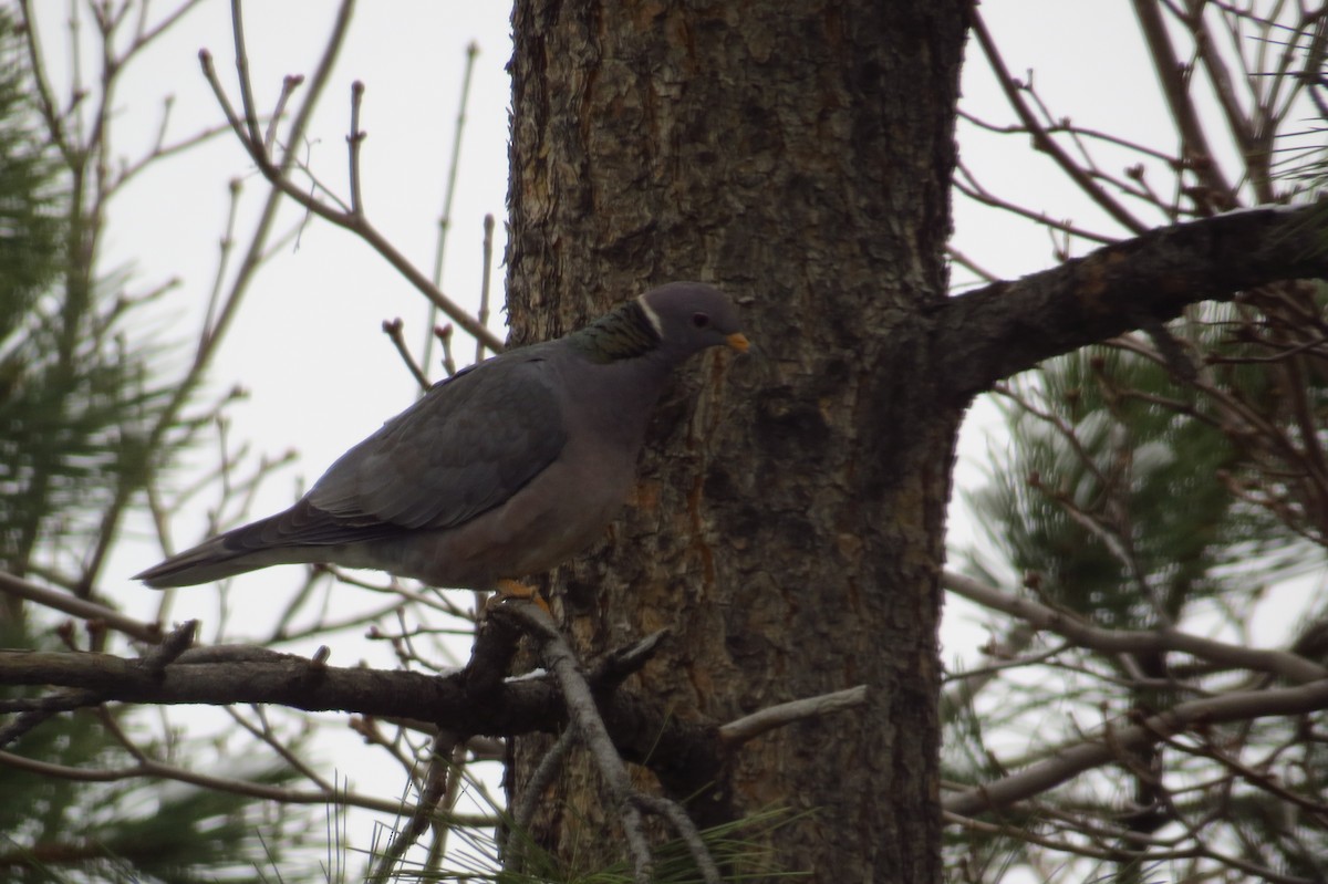 Band-tailed Pigeon (Northern) - Bryant Olsen