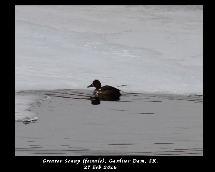 Greater Scaup - ML25746481