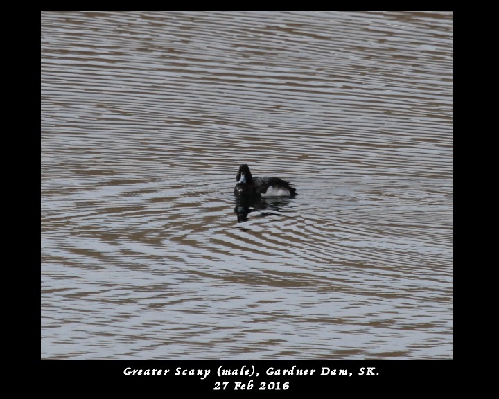 Greater Scaup - ML25746511