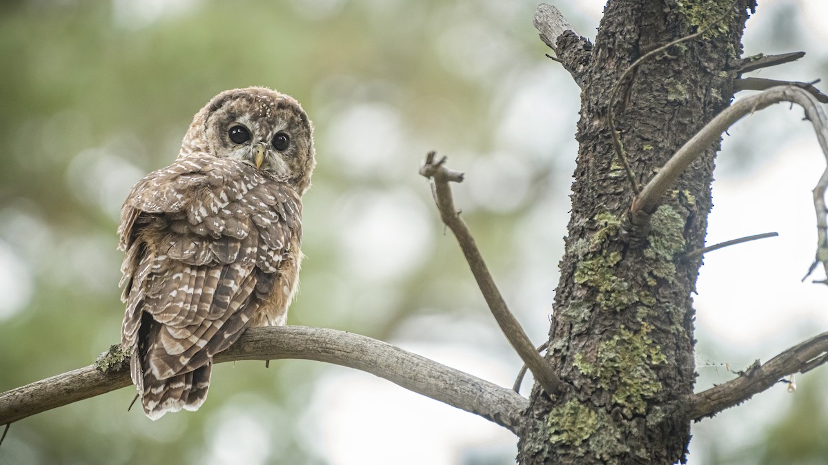 Spotted Owl (Mexican) - ML257468251