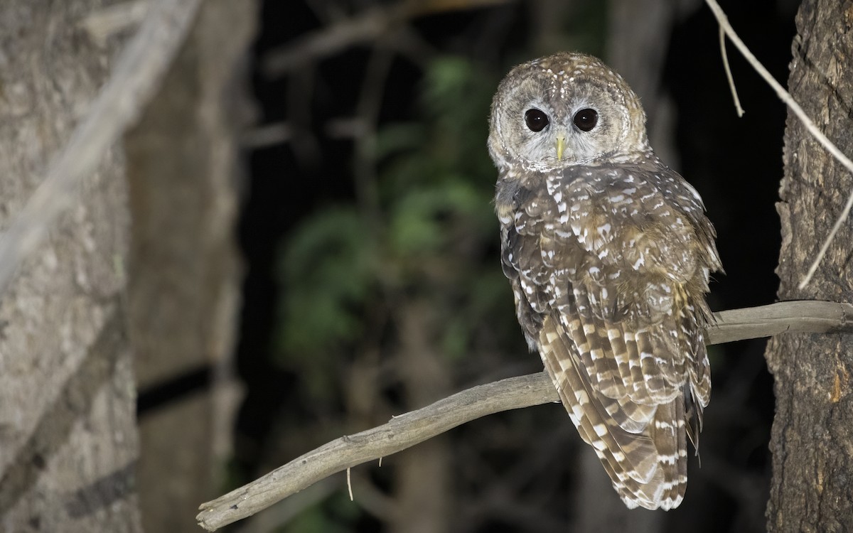 Spotted Owl (Mexican) - ML257468281