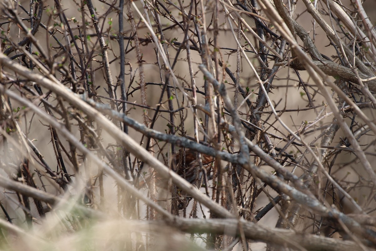 Fox Sparrow - Russell Allison