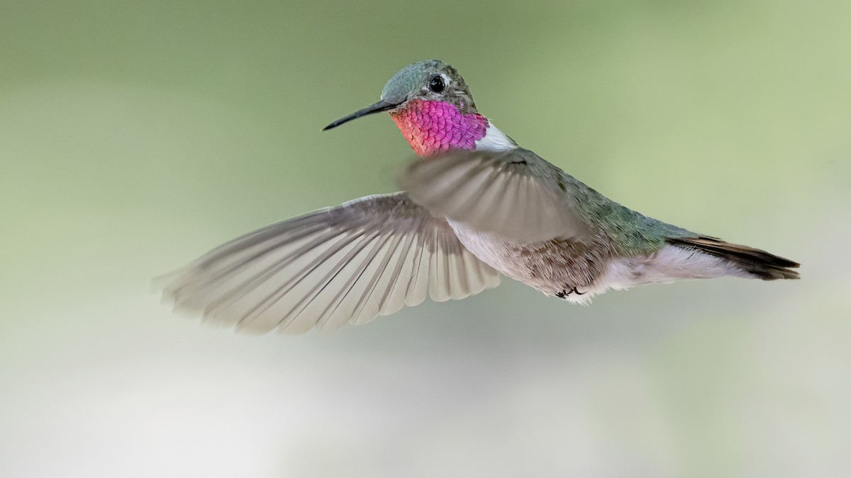 Broad-tailed Hummingbird - ML257469451