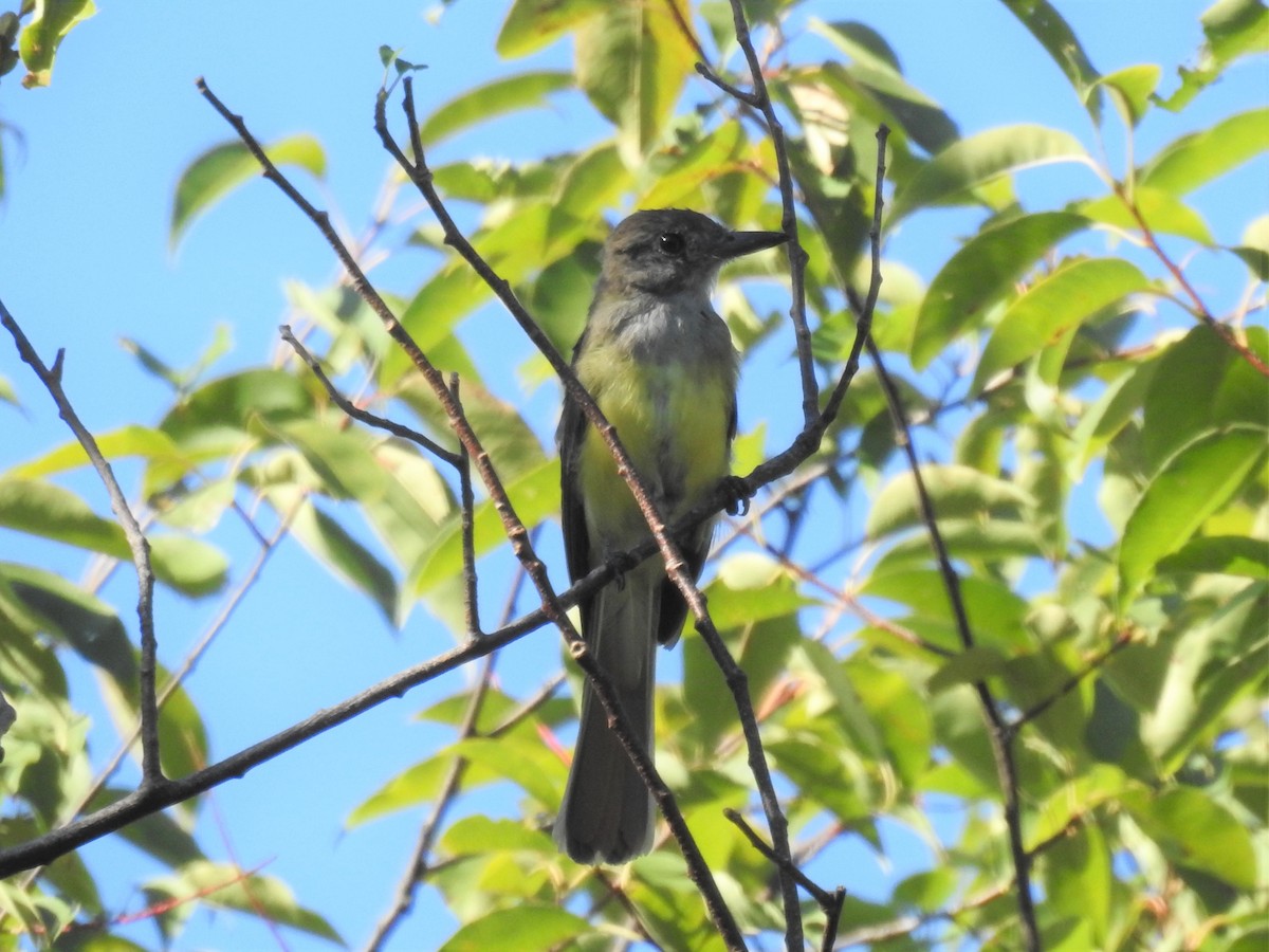 Great Crested Flycatcher - ML257482151