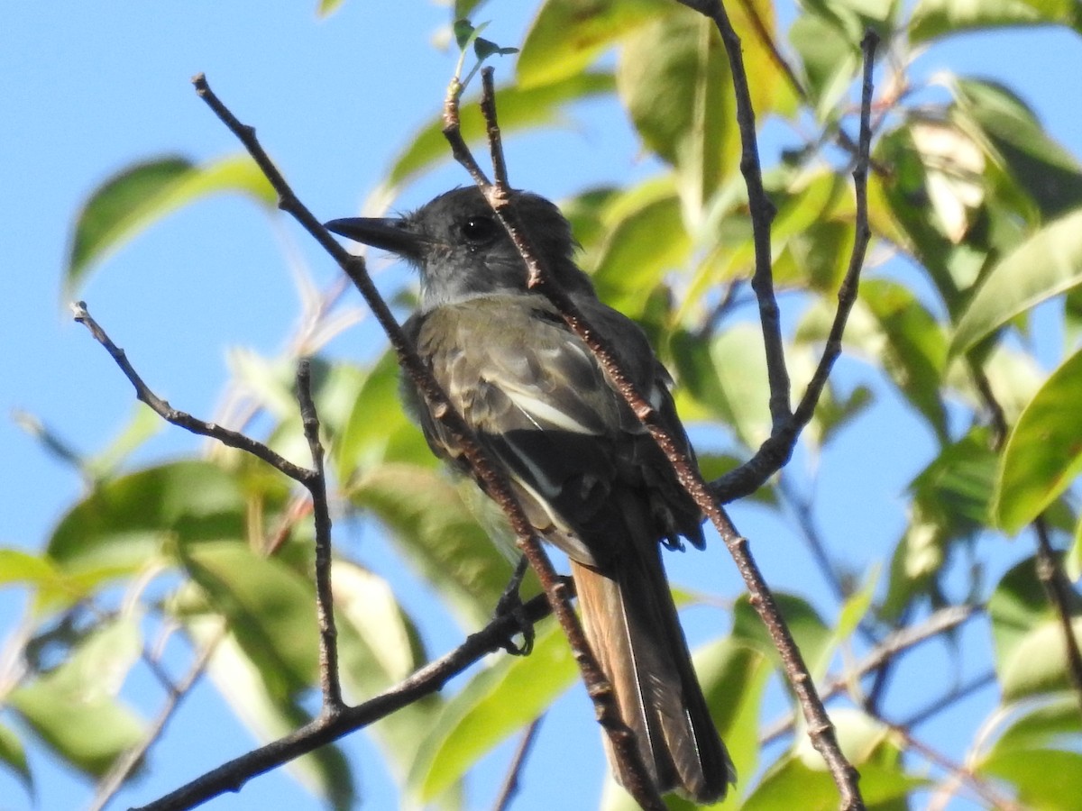 Great Crested Flycatcher - ML257482181