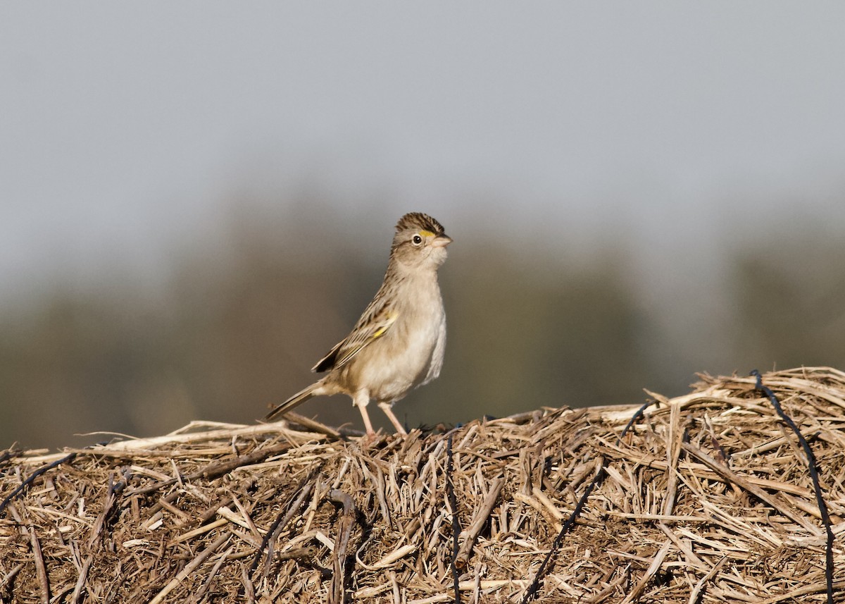 Grassland Sparrow - ML257489141