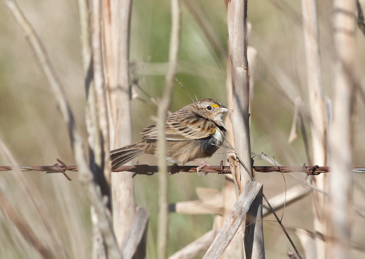 Grassland Sparrow - ML257489171