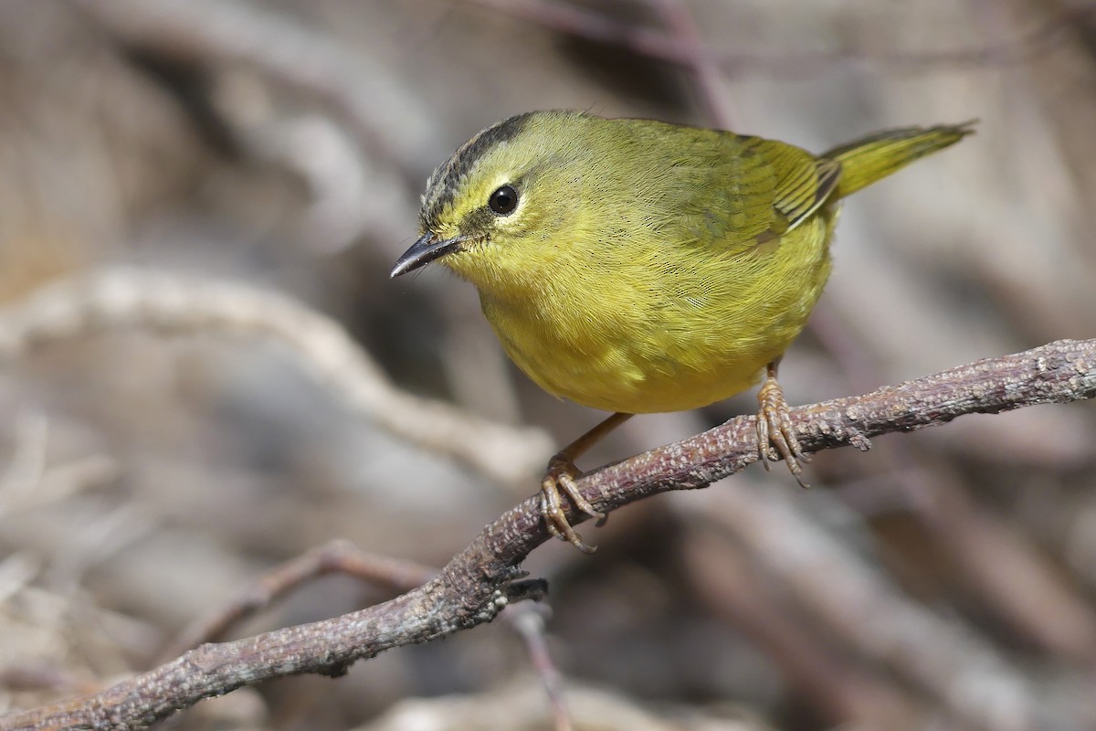 Two-banded Warbler - ML257489481