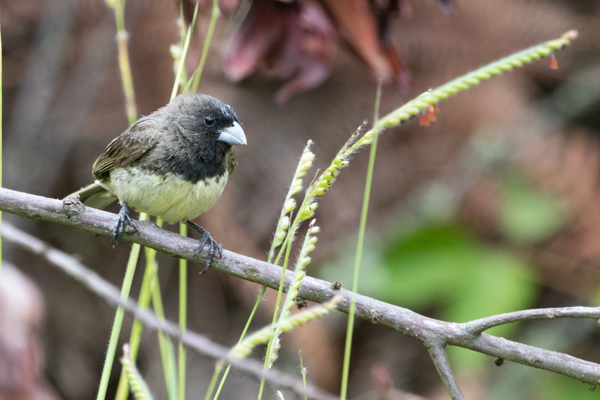 Yellow-bellied Seedeater - ML257491451