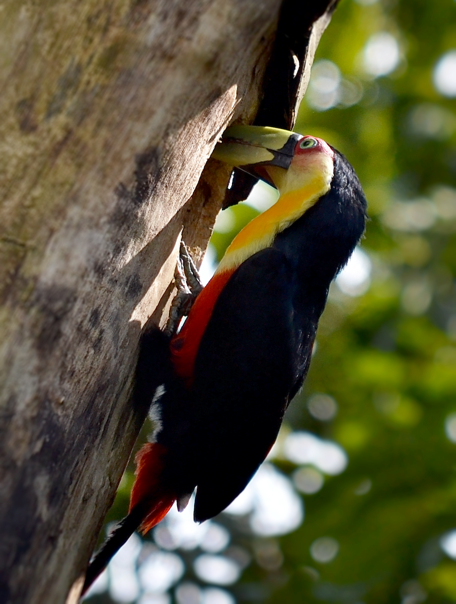 Red-breasted Toucan - ML257492471