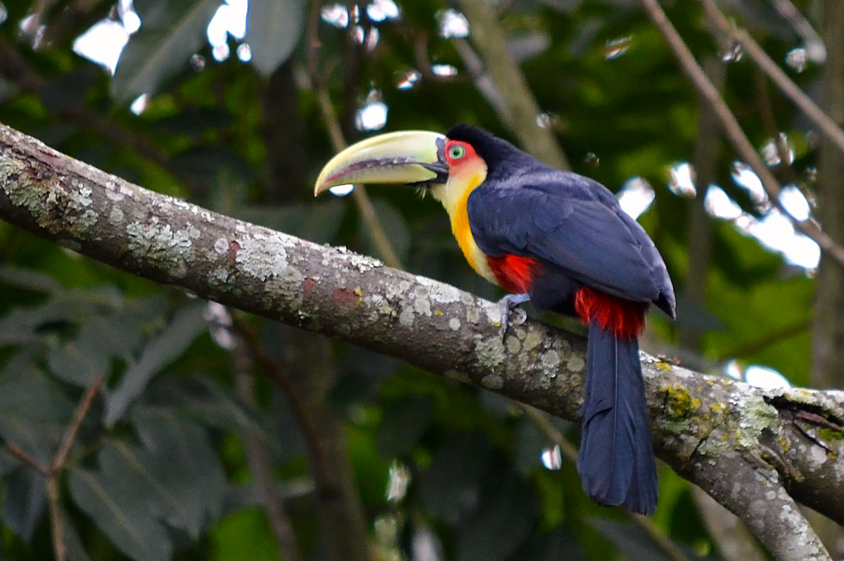 Red-breasted Toucan - ML257492721