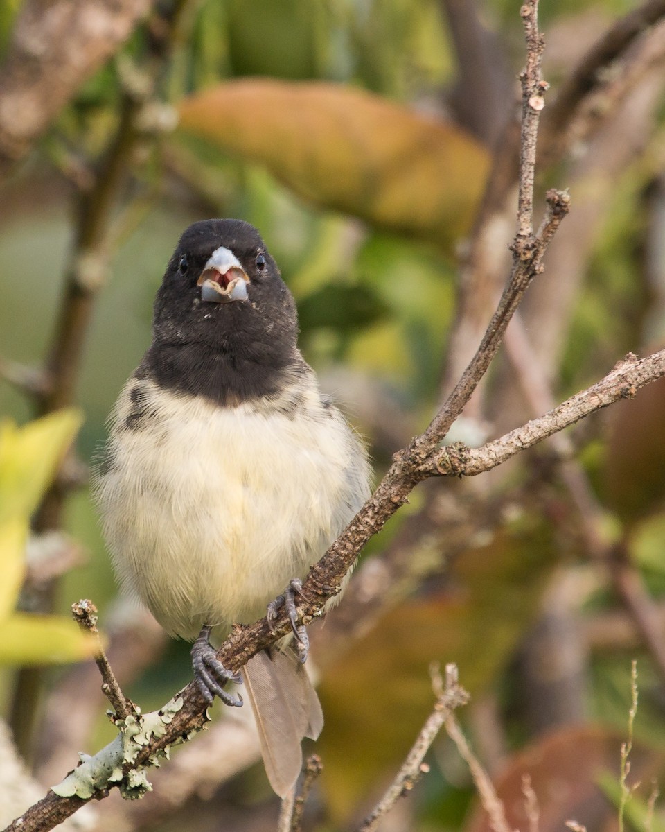 Yellow-bellied Seedeater - ML257493031