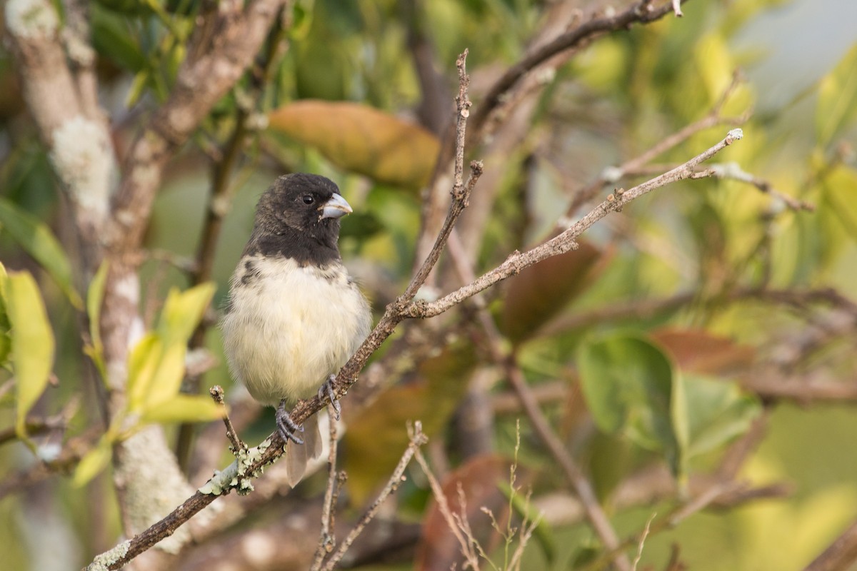 Yellow-bellied Seedeater - Jhonathan Miranda - Wandering Venezuela Birding Expeditions