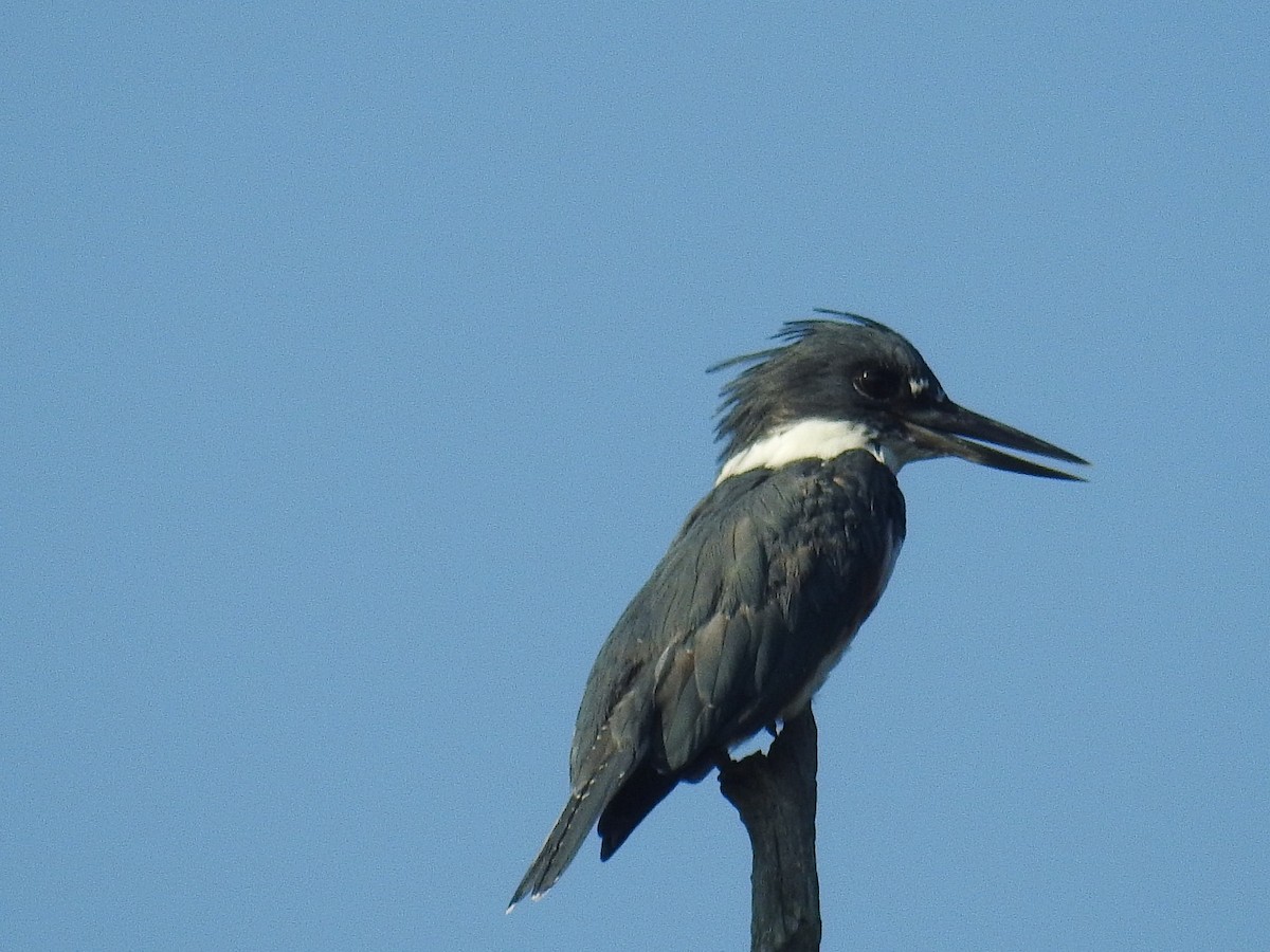 Belted Kingfisher - ML257493231