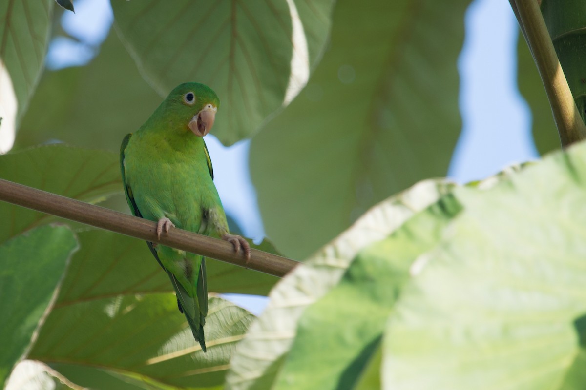 Orange-chinned Parakeet - Jhonathan Miranda - Wandering Venezuela Birding Expeditions