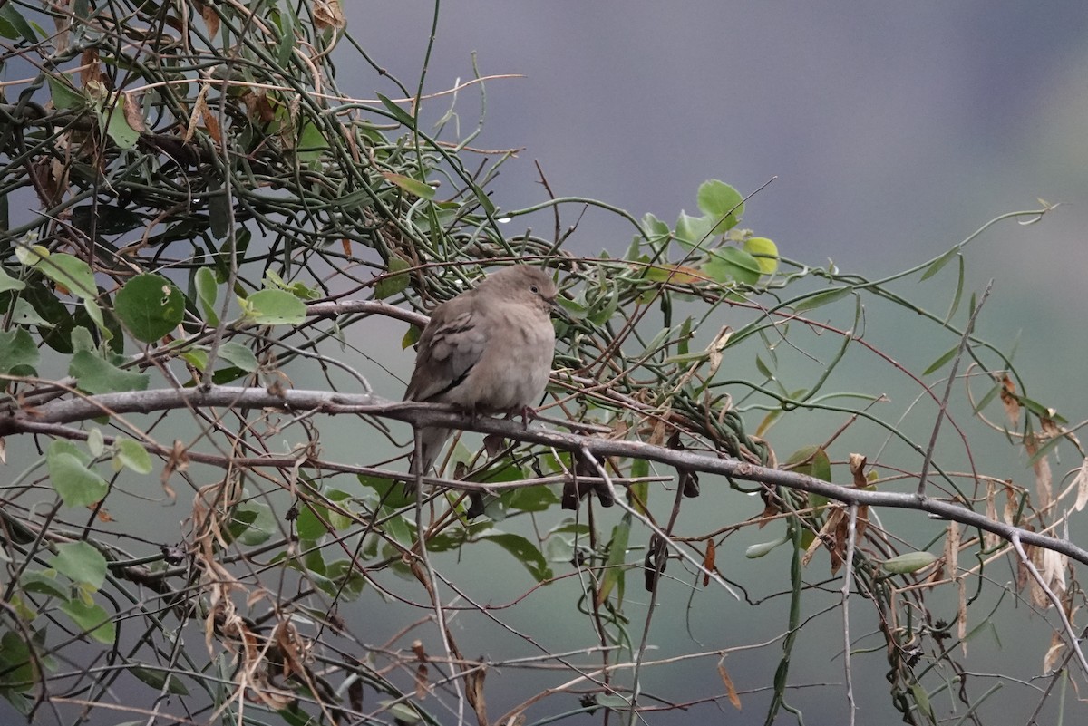 Gray-fronted Dove - ML257496901
