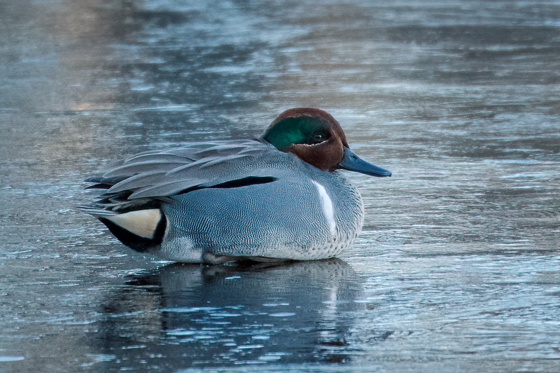 Green-winged Teal - ML257497911