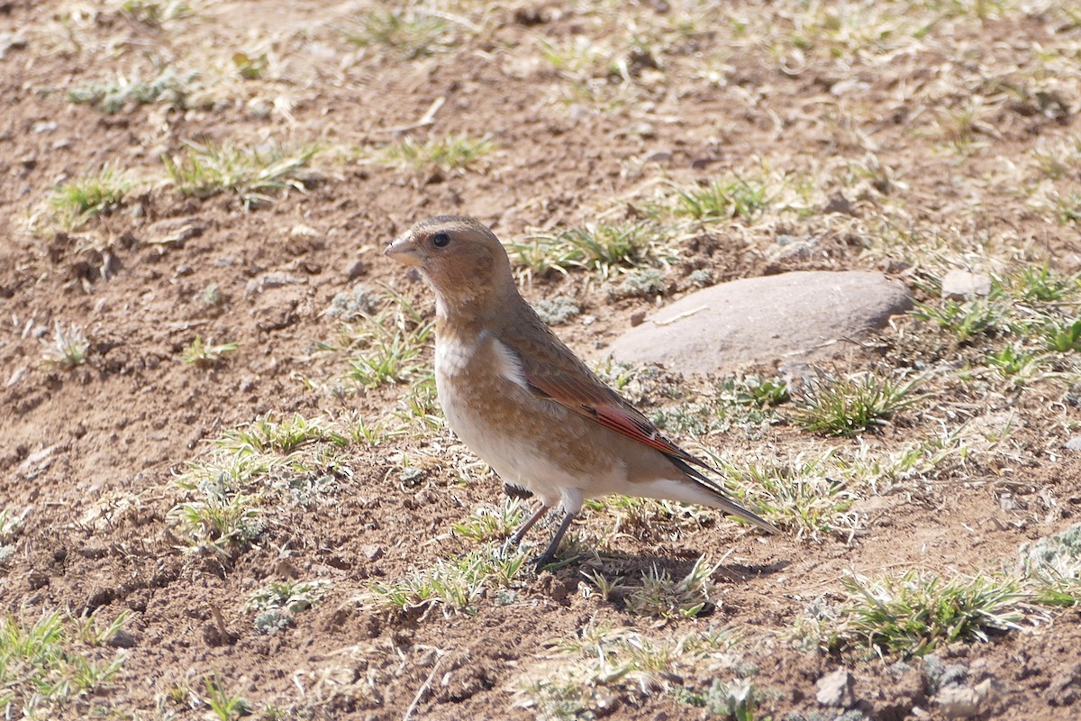 Crimson-winged Finch (African) - ML25749841
