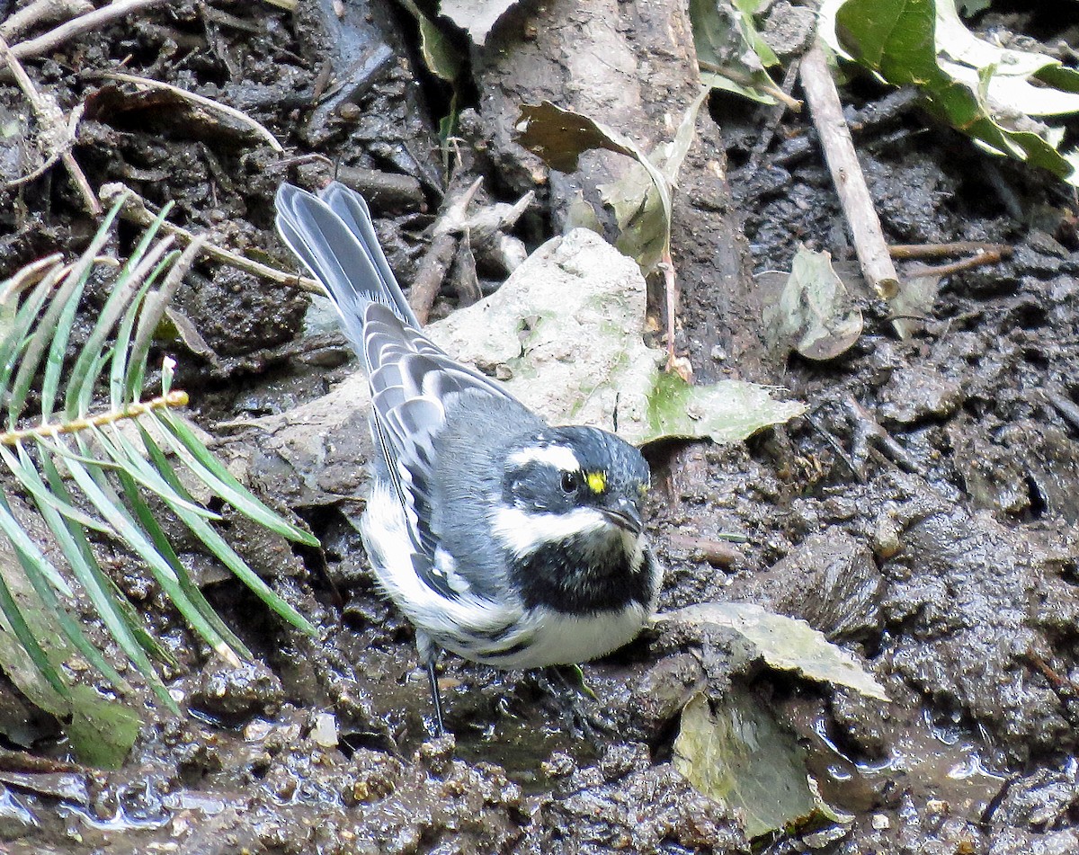 Black-throated Gray Warbler - ML257500571
