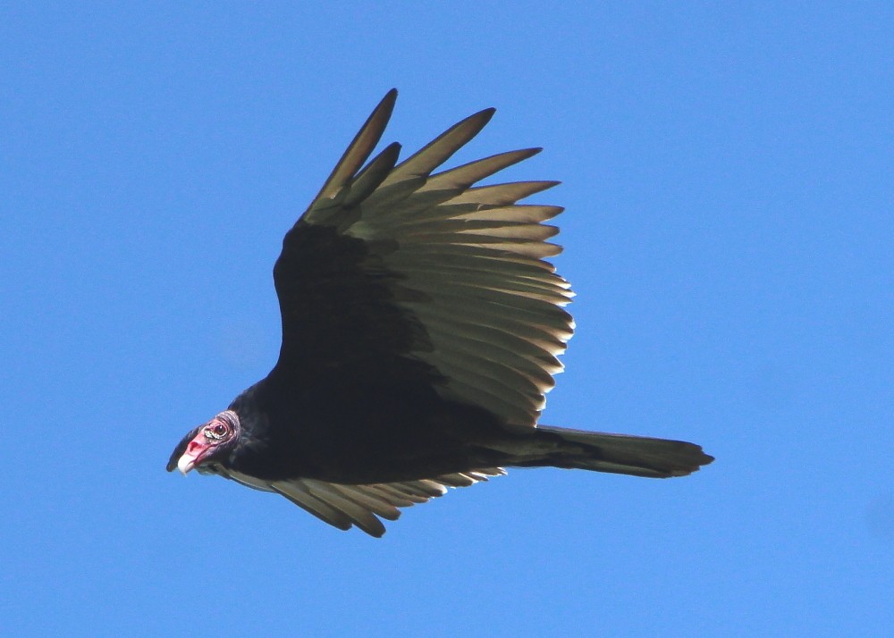 Turkey Vulture - ML257501431