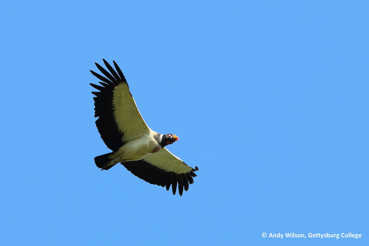 King Vulture - Andy Wilson