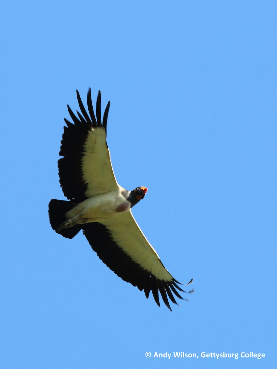 King Vulture - Andy Wilson