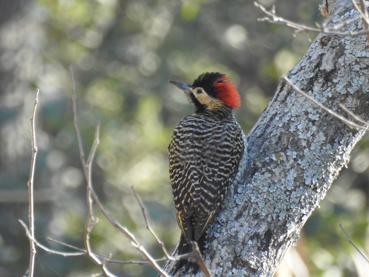 Green-barred Woodpecker - dario wendeler