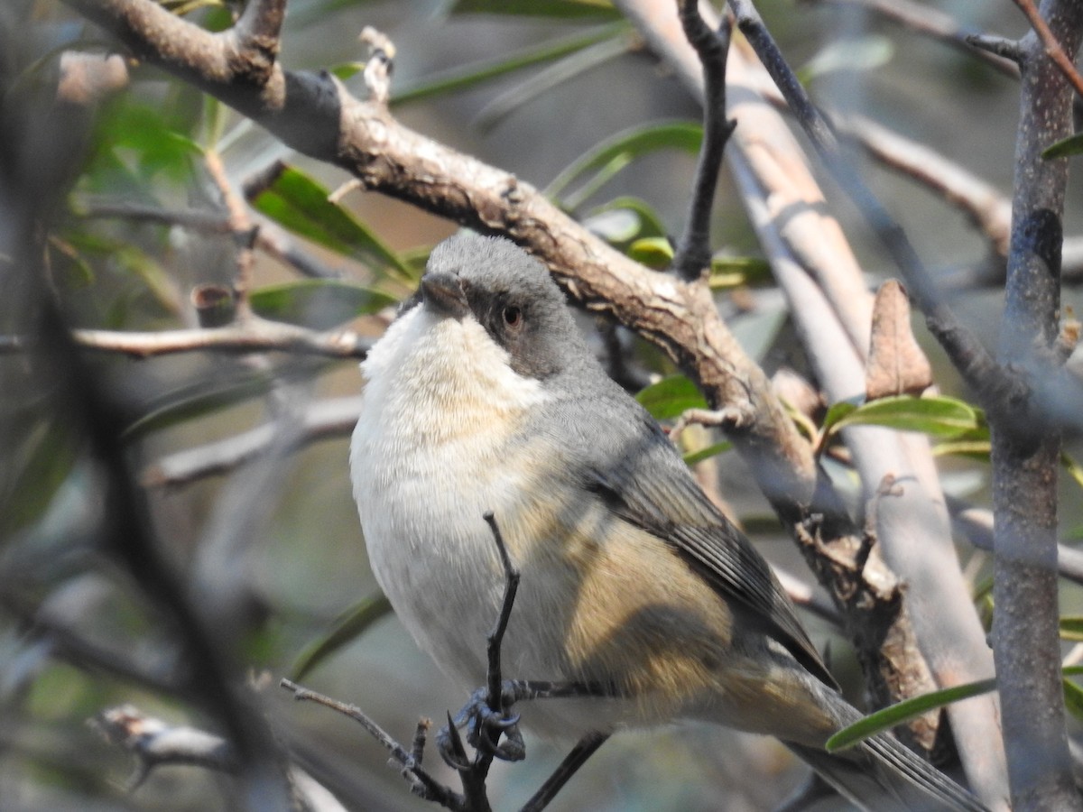 Black-capped Warbling Finch - ML257509241