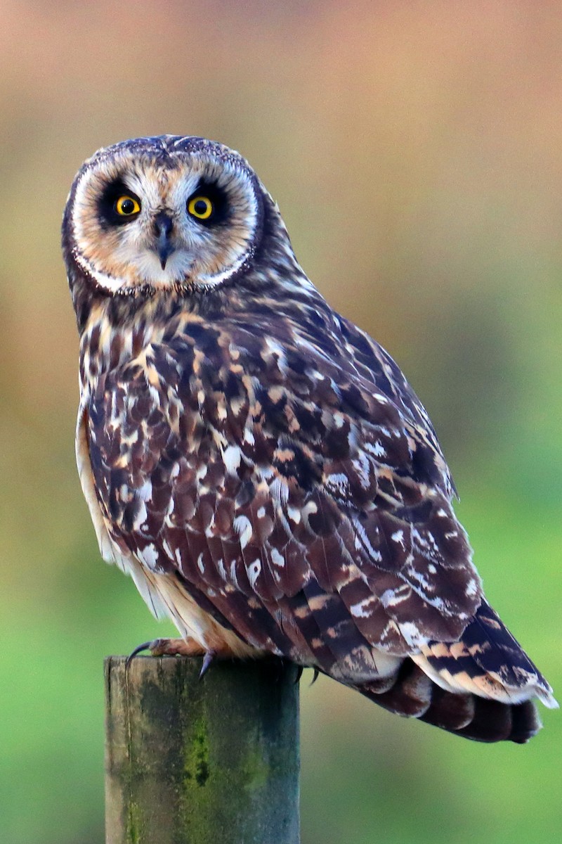 Short-eared Owl - ML257513621