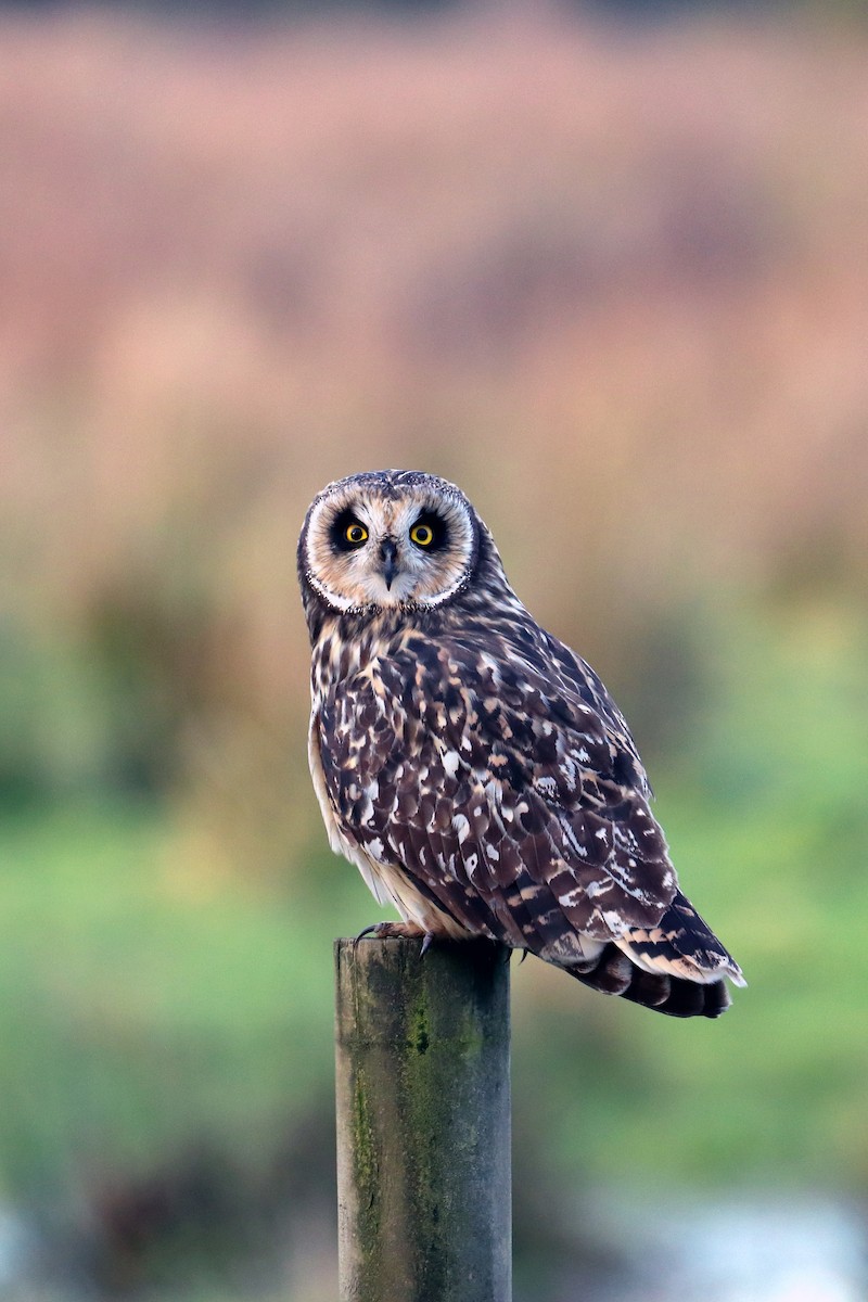 Short-eared Owl - ML257513681