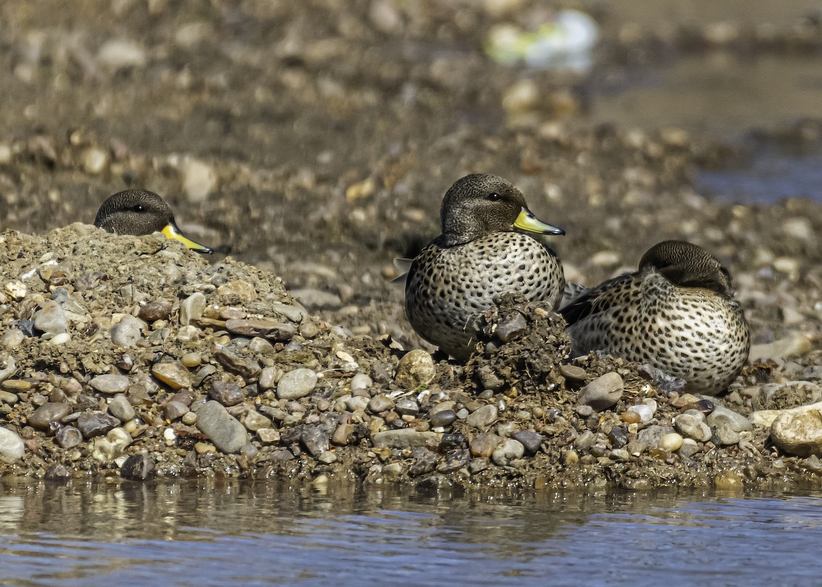 Yellow-billed Teal - Amed Hernández