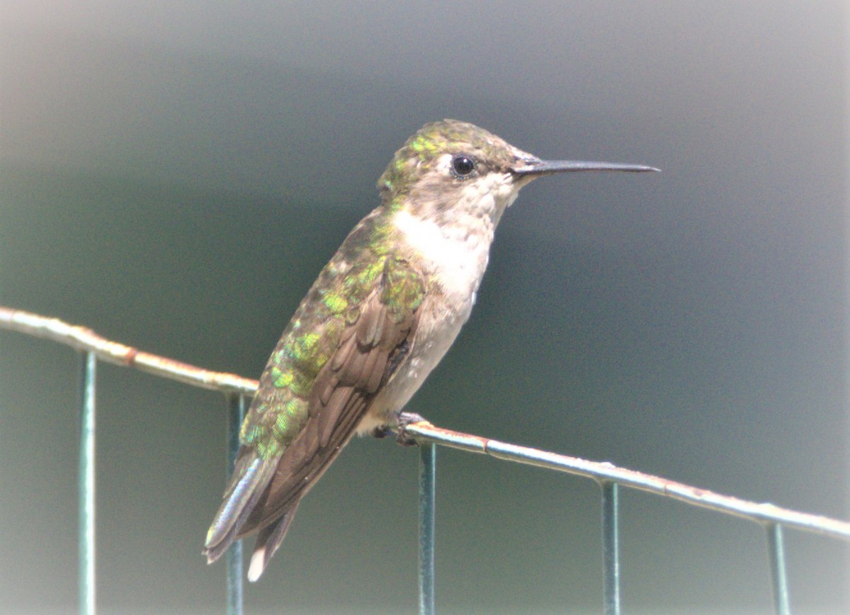 Ruby-throated Hummingbird - ML257518791
