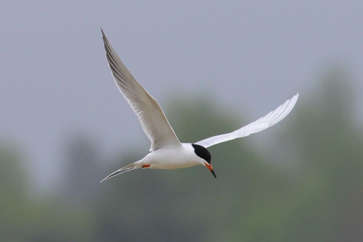 Forster's Tern - George Chiu