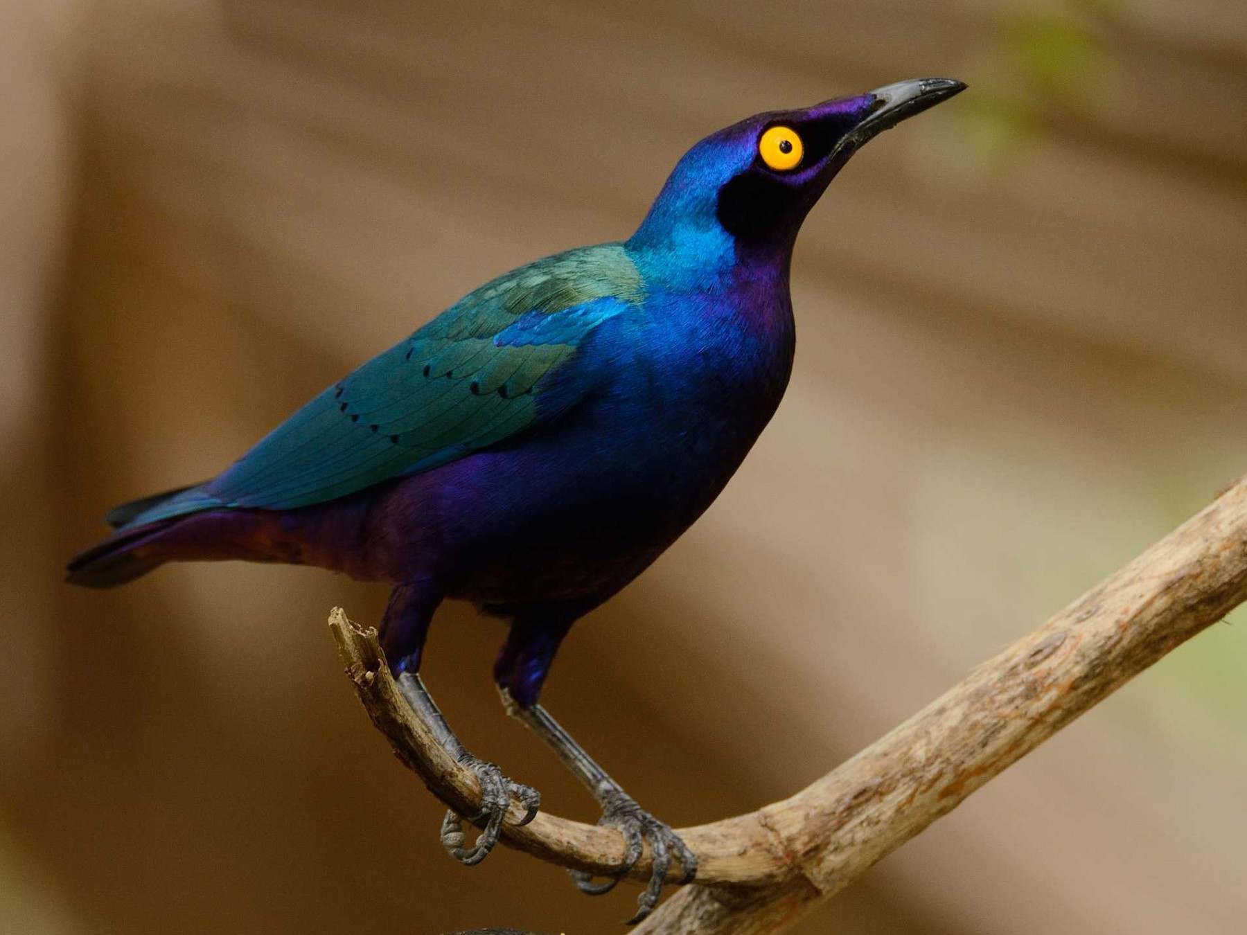 Purple Starling - Eric francois Roualet